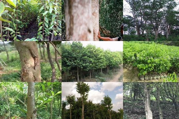 沉香树的种类26条介绍1664468852323