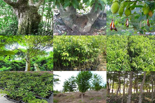 求购沉香树苗27条介绍，来看看有哪些