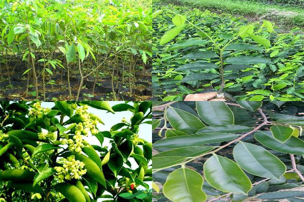 求购沉香树苗27条介绍,来看看有哪些1664468863617 求购沉香树苗27条介绍,来看看有哪些1664468863617