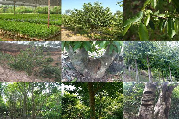 求购沉香树苗27条介绍,来看看有哪些1664468863623 求购沉香树苗27条介绍,来看看有哪些1664468863623