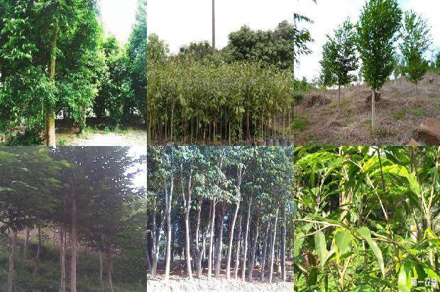 求购沉香树苗27条介绍,来看看有哪些1664468863629 求购沉香树苗27条介绍,来看看有哪些1664468863629