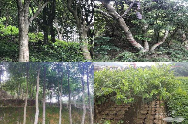 求购沉香树苗27条介绍,来看看有哪些1664468863635 求购沉香树苗27条介绍,来看看有哪些1664468863635