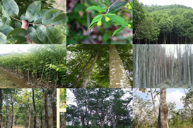 求购沉香树苗27条介绍,来看看有哪些1664468863641 求购沉香树苗27条介绍,来看看有哪些1664468863641