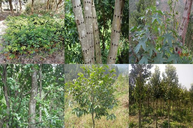 求购沉香树苗27条介绍,来看看有哪些1664468863647 求购沉香树苗27条介绍,来看看有哪些1664468863647