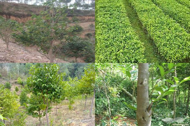 沉香树种29条介绍，一定要看！