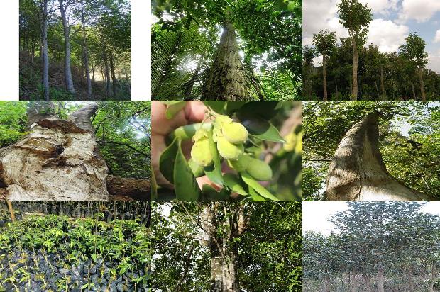 沉香树种29条介绍，一定要看！1664468870432