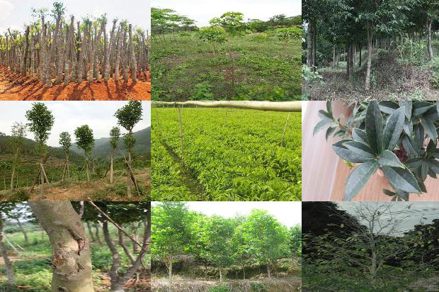 沉香树种29条介绍，一定要看！1664468870438