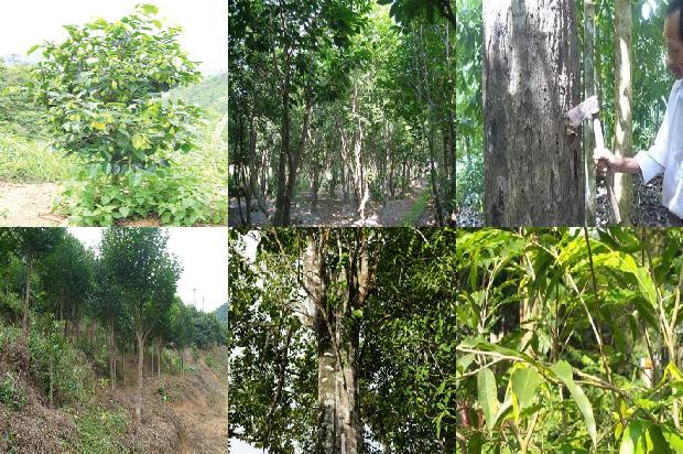 沉香树种29条介绍，一定要看！1664468870444