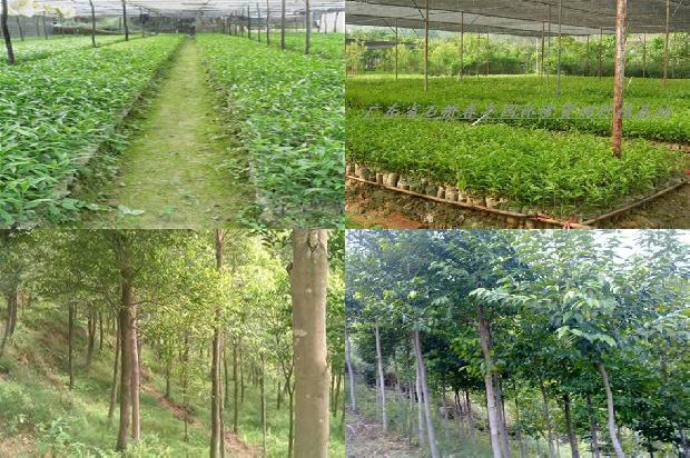 沉香树多少年才能结香-必看22条小知识