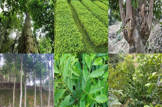 沉香树多少年才能结香-必看22条小知识1664468875705