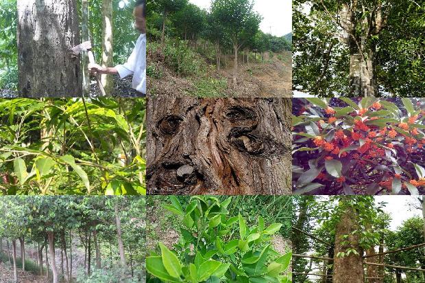 沉香树多少年才能结香-必看22条小知识1664468875711