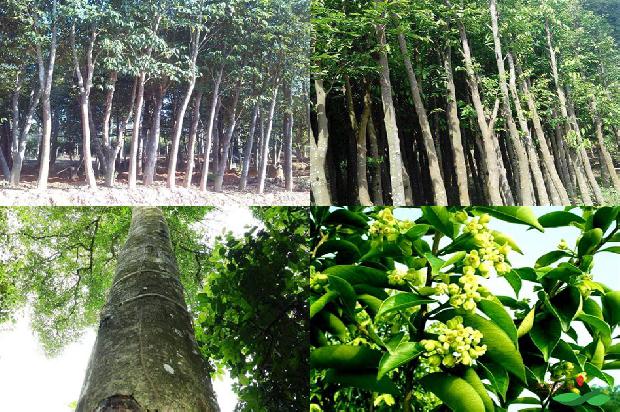 沉香树一般有多高24条介绍,来看看有哪些1664468885183 沉香树一般有多高24条介绍,来看看有哪些1664468885183