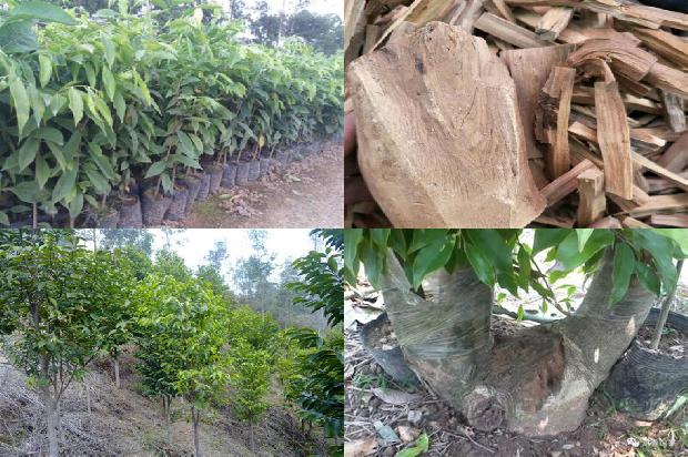 那里有沉香树苗卖必看25点！1664555228510