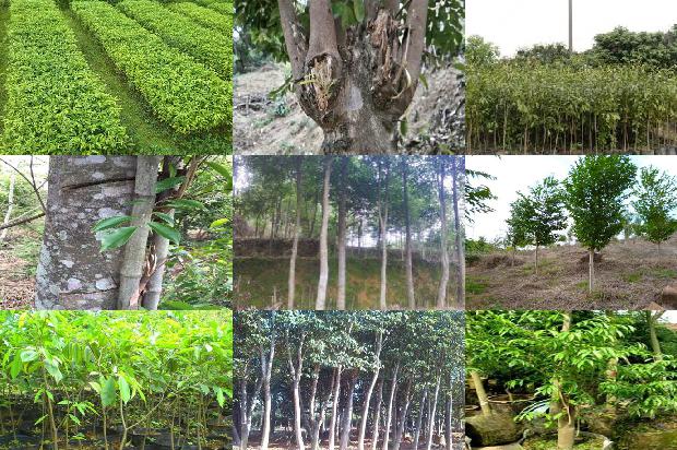 那里有沉香树苗卖必看25点！1664555228516