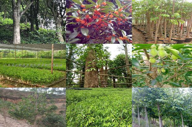 那里有沉香树苗卖必看25点！1664555228522