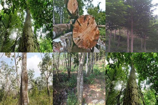 那里有沉香树苗卖必看25点！1664555228528