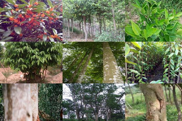 沉香树种植方法的32条小知识