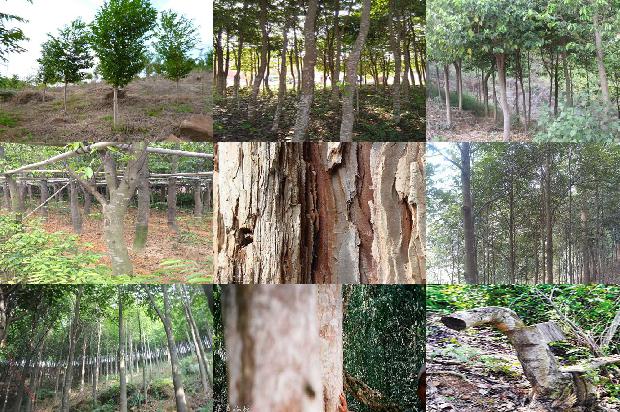 沉香树种植方法的32条小知识1664555234773