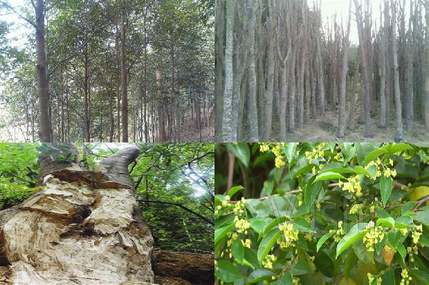 福建能种沉香树吗23条介绍，一定要看！
