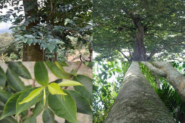 福建能种沉香树吗23条介绍，一定要看！1664555261121