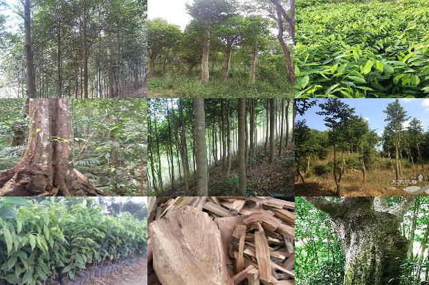 福建能种沉香树吗23条介绍，一定要看！1664555261128