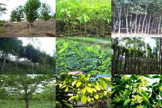 福建能种沉香树吗23条介绍，一定要看！1664555261134