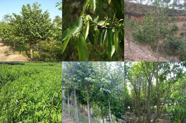 福建能种沉香树吗23条介绍，一定要看！1664555261140