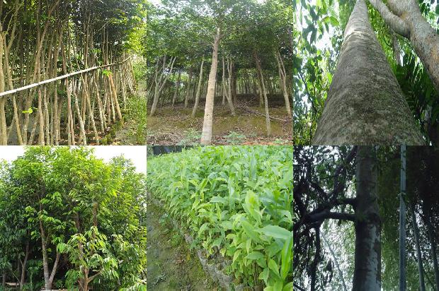 沉香树苗一棵多少钱31条介绍，一定要看！1664555268037