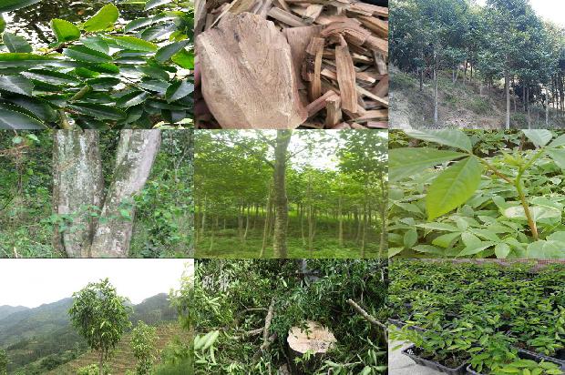 沉香树苗一棵多少钱31条介绍，一定要看！1664555268043