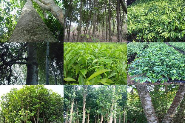 沉香树苗怎样种1698019739642 沉香树苗怎样种1698019739642