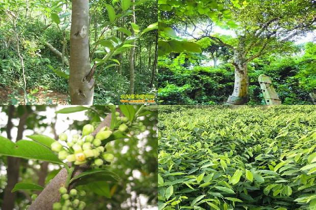 种沉香树有什么用处36条介绍，一定要看！
