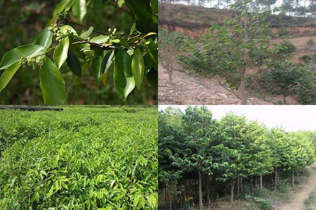 沉香树苗的种植方法1698970121573 沉香树苗的种植方法1698970121573