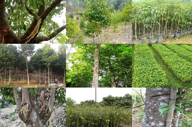 野生沉香树种的20条小知识1664641890250 野生沉香树种的20条小知识1664641890250