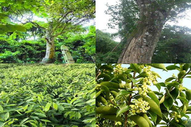 广东沉香批发1698970191794 广东沉香批发1698970191794