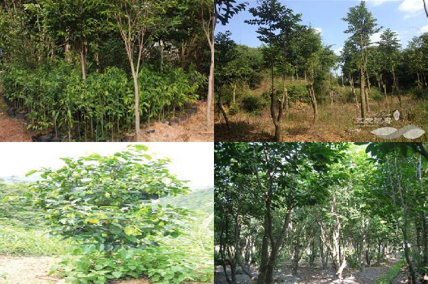 奇楠沉香树种植技术36条介绍,一定要看!1664728152712 奇楠沉香树种植技术36条介绍,一定要看!1664728152712