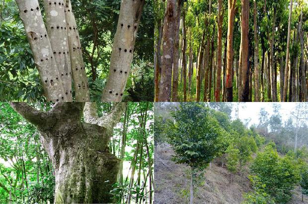 土沉香和沉香的区别1688947924562 土沉香和沉香的区别1688947924562