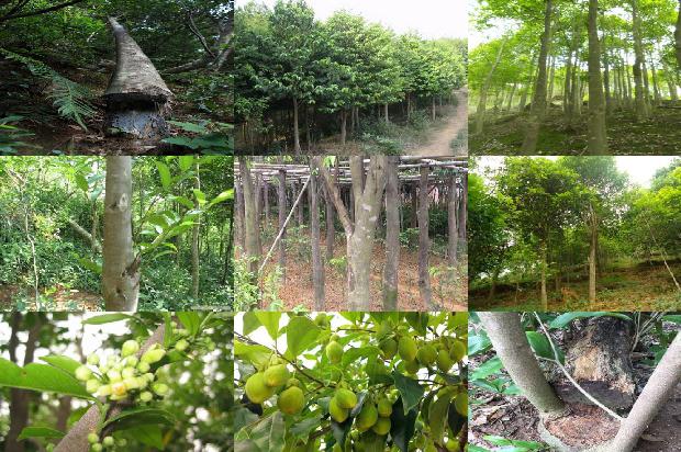 奇楠沉香树种植技术36条介绍,一定要看!1664728152724 奇楠沉香树种植技术36条介绍,一定要看!1664728152724