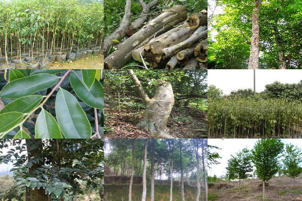 奇楠沉香树种植技术36条介绍,一定要看!1664728152730 奇楠沉香树种植技术36条介绍,一定要看!1664728152730