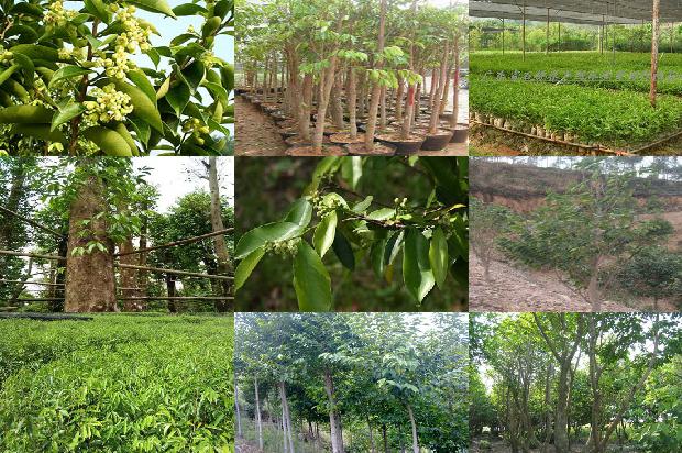 奇楠沉香树种植技术36条介绍,一定要看!1664728152736 奇楠沉香树种植技术36条介绍,一定要看!1664728152736