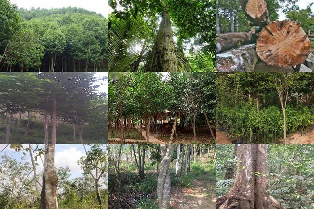 沉香树在四川可以种植吗36条介绍,一定要看!1664728173063 沉香树在四川可以种植吗36条介绍,一定要看!1664728173063