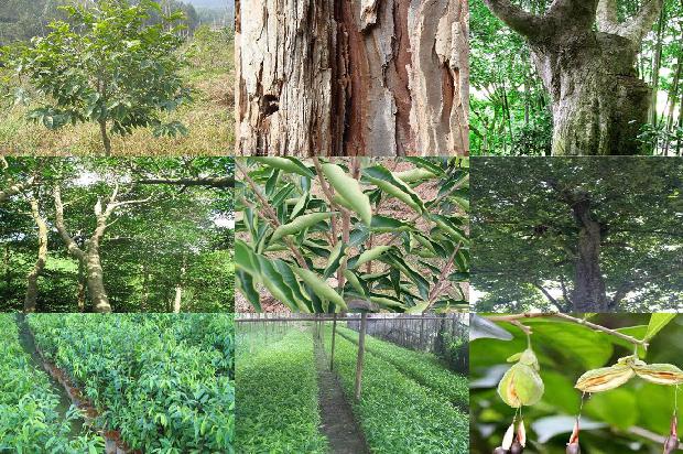 沉香树在四川可以种植吗36条介绍,一定要看!1664728173069 沉香树在四川可以种植吗36条介绍,一定要看!1664728173069