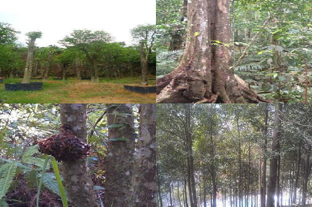 沉香树在四川可以种植吗36条介绍,一定要看!1664728173075 沉香树在四川可以种植吗36条介绍,一定要看!1664728173075