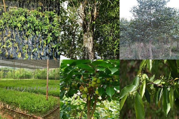 沉香树在四川可以种植吗36条介绍,一定要看!1664728173087 沉香树在四川可以种植吗36条介绍,一定要看!1664728173087