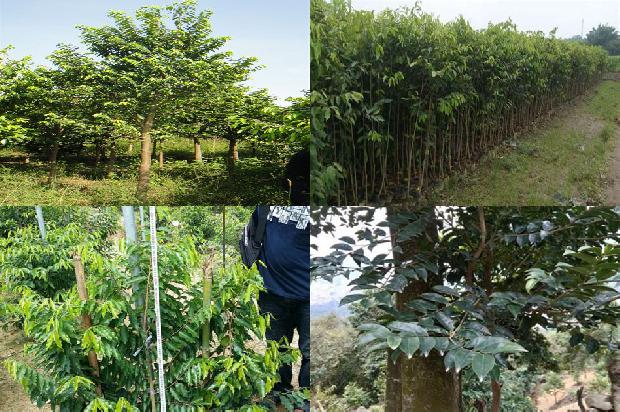 沉香树有多大21条介绍，你知道么？