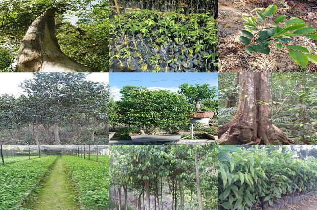沉香树有多大21条介绍,你知道么?1664815516784 沉香树有多大21条介绍,你知道么?1664815516784