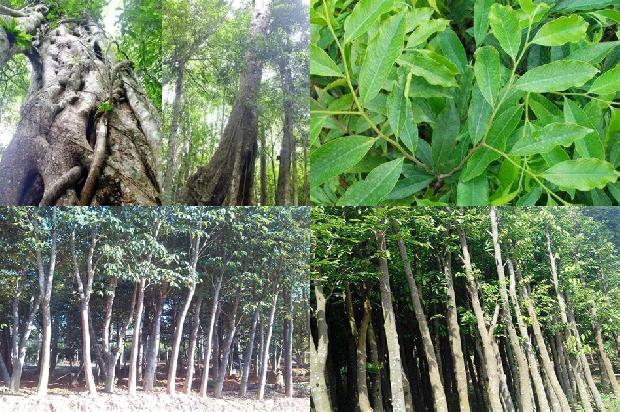 沉香树有多大21条介绍,你知道么?1664815516790 沉香树有多大21条介绍,你知道么?1664815516790