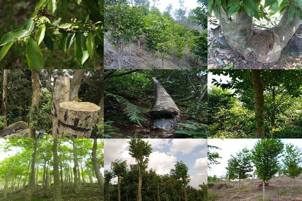 河南地区可以种沉香树吗-必看34条小知识1664815572084 河南地区可以种沉香树吗-必看34条小知识1664815572084