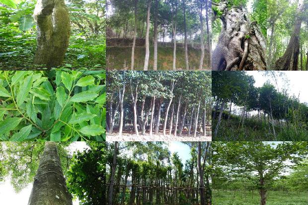 河南地区可以种沉香树吗-必看34条小知识1664815572090 河南地区可以种沉香树吗-必看34条小知识1664815572090