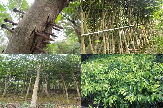 奇楠沉香木树苗的种植1696291780137 奇楠沉香木树苗的种植1696291780137