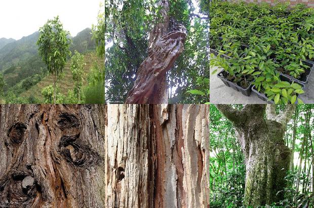 怎样种植沉香树1694390967540 怎样种植沉香树1694390967540